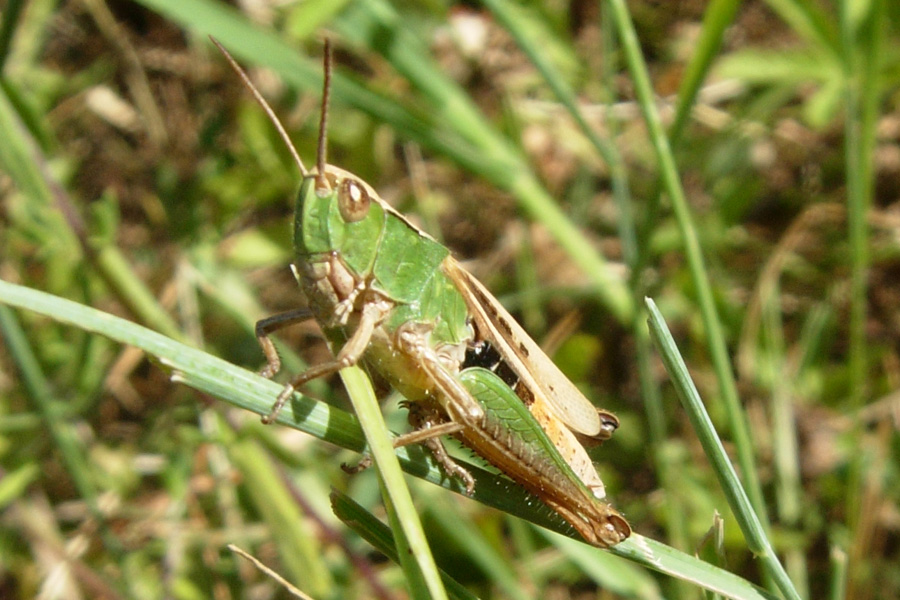 Orthoptera: Chorthippus dorsatus (Acrididae)